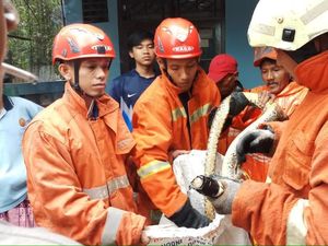 Ini Ular Sanca yang Teror Warga Pasar Rebo