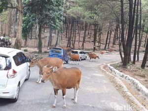 Pamer Jari Bertinta Ungu, Pengunjung Taman Safari Bisa Dapat Diskon