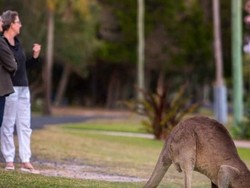 Di Kota Ini Kanguru dan Warga Hidup Berdampingan