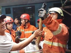 Damkar Tangkap Ular Sanca yang Teror Warga Pasar Rebo
