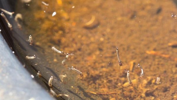 Contoh Potret Tempat-tempat Jorok yang Penuh Oleh Jentik Nyamuk