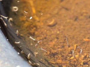 Contoh Potret Tempat-tempat Jorok yang Penuh Oleh Jentik Nyamuk Contoh Potret Tempat-tempat Jorok yang Penuh Oleh Jentik Nyamuk