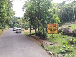 Taman Safari Prigen Akhirnya Tutup karena Corona