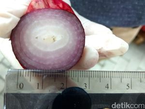 Polri Gagalkan Penyelundupan 25 Kontainer Bawang Merah Palsu di Medan Polri Gagalkan Penyelundupan 25 Kontainer Bawang Merah Palsu di Medan