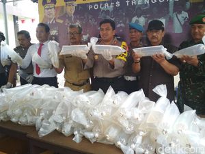 Upaya Penyelundupan 35 Ribu Benur Berhasil Digagalkan Upaya Penyelundupan 35 Ribu Benur Berhasil Digagalkan