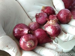 Kronologi Bawang Merah Palsu Asal India Sampai di Medan