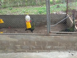 Nekat Pelihara Merak Hijau, Karyawan Perhutani Dilaporkan Polisi