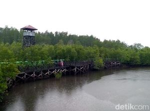 Hutan Mangrove yang Sedang Naik Daun di Langsa