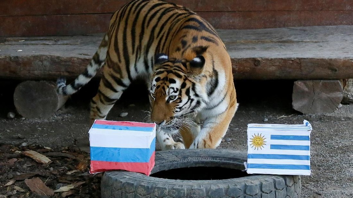 Seekor harimau di bonbin Rusia hendak memprediksi laga Uruguay vs Rusia di Piala Dunia 2018 (Foto: Ilya Naymushin/Reuters)