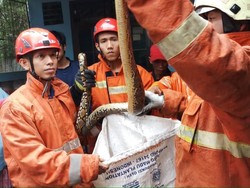 Ular Sanca Bikin Heboh Warga Pasar Rebo Dievakuasi