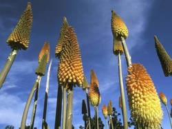 Melacak Unsur Aktif Biologis Tanaman Buat Kosmetika Alami