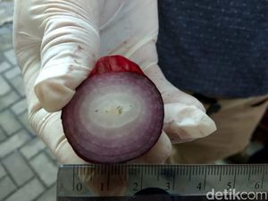 Di India, Bawang Merah Palsu Cuma Rp 2.500/Kg Di India, Bawang Merah Palsu Cuma Rp 2.500/Kg