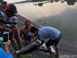 Bahaya, Arapaima yang Masih Berkeliaran di Brantas Siap Bertelur
