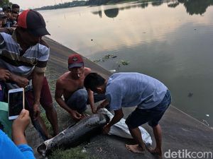 Apa Motif Pemilik Lepas Ikan Arapaima ke Sungai Brantas? Apa Motif Pemilik Lepas Ikan Arapaima ke Sungai Brantas?