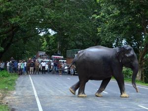 Kasihan! Gajah-gajah Stres karena Dikejar dan Diusir Manusia