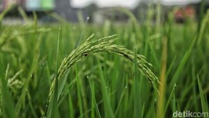 Catat! 10 Makanan dan Minuman yang Produksinya Boros Air