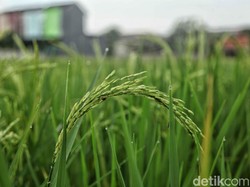 Tahun Depan 500.000 Ha Lahan Rawa di RI Mau Disulap Jadi Sawah