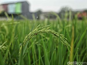Tahun Depan 500.000 Ha Lahan Rawa di RI Mau Disulap Jadi Sawah Tahun Depan 500.000 Ha Lahan Rawa di RI Mau Disulap Jadi Sawah