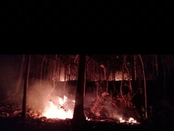 7 Ha Hutan Jati di Ponorogo Terbakar, Diduga Karena Puntung Rokok