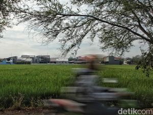 Lahan Sawah Semakin Menyusut di Jakarta