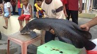 Saat Arapaima Dibuang ke Sungai Brantas