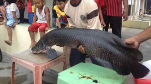 Saat Arapaima Dibuang ke Sungai Brantas