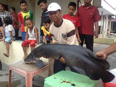 Saat Arapaima Dibuang ke Sungai Brantas