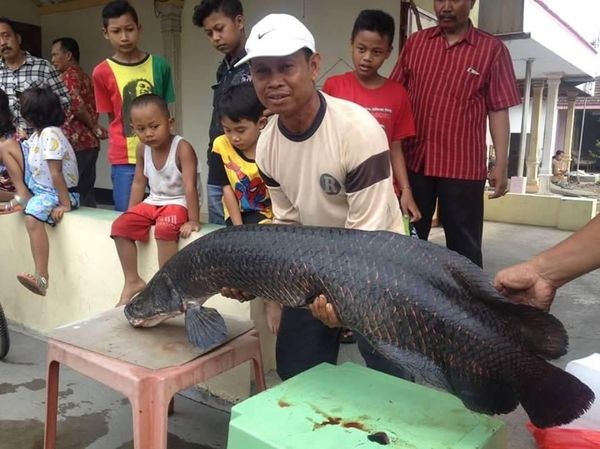 Saat Arapaima Dibuang ke Sungai Brantas