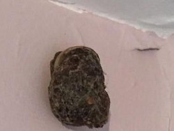 Cerita Ibu yang Ketakutan karena Jamur Aneh Tumbuh di Rumahnya