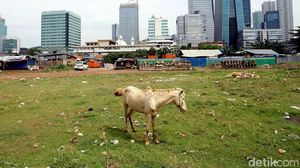 Melihat Perawatan Kuda Delman di Jakarta