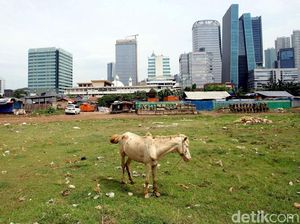 Melihat Perawatan Kuda Delman di Jakarta