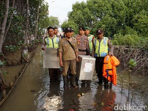 Antar Logistik Pilgub, Petugas di Pekalongan Susuri Hutan Bakau Antar Logistik Pilgub, Petugas di Pekalongan Susuri Hutan Bakau