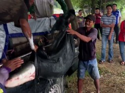 Nasib Ikan Arapaima Dilepas ke Sungai Brantas