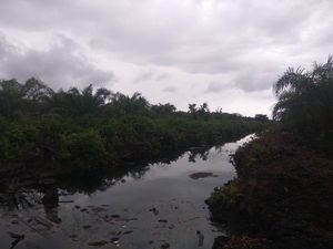 Pembakar Hutan Dihukum Rp 366 M, Walhi Sangsi Lahan Bisa Pulih