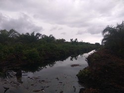 Pembakar Hutan Dihukum Rp 366 M, Walhi Sangsi Lahan Bisa Pulih