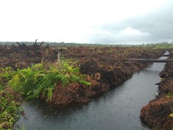 Pembakar Hutan Kembali Dihukum Rp 366 M Jadi Kemenangan Lingkungan