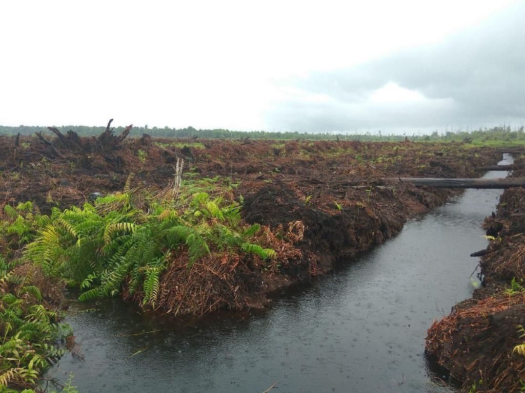Pembakar Hutan Kembali Dihukum Rp 366 M Jadi Kemenangan Lingkungan Pembakar Hutan Kembali Dihukum Rp 366 M Jadi Kemenangan Lingkungan