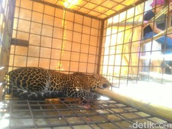 Macan Turun Gunung Mangsa Ternak, Warga Lumbung Ciamis Resah