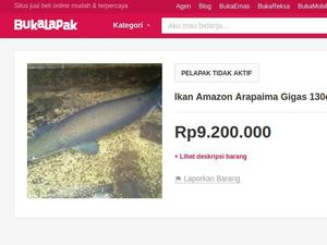 Masuk Daftar Ikan Berbahaya, Arapaima Banyak Dijual di Situs Online