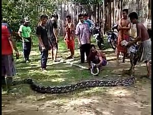 Warga Jambi Tangkap 2 Ekor Ular Sanca