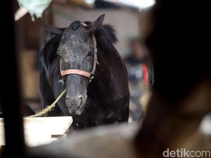Video: Kuda Nyelonong ke Kafe, Pengunjung Pontang-panting