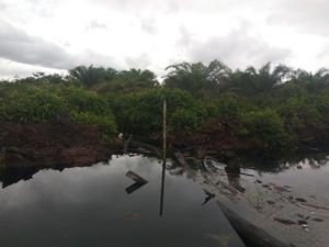 Kallista Didenda Rp 366 M, Lahan Sawitnya akan Dijadikan Hutan Lagi