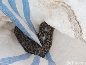Cari Makan, Ular Piton 3 Meter Bikin Heboh Warga Makassar