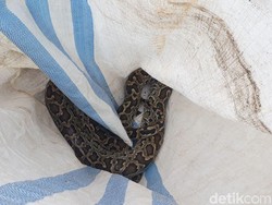 Cari Makan, Ular Piton 3 Meter Bikin Heboh Warga Makassar