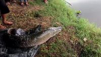 Detik-detik Ikan Arapaima Predator Dilepas ke Sungai Brantas
