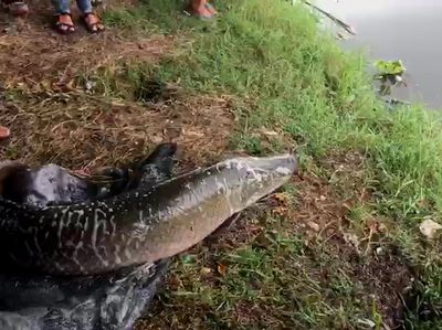 Detik-detik Ikan Arapaima Predator Dilepas ke Sungai Brantas