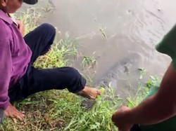 Video Pelepasan Ikan Arapaima di Sungai Brantas