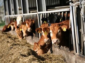 Katanya Kotoran Sapi dan Kuda Tidak Termasuk Najis, Masa Sih? Katanya Kotoran Sapi dan Kuda Tidak Termasuk Najis, Masa Sih?