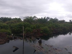 Pembakar Hutan Kembali Dihukum Rp 366 M, LSM: Segera Eksekusi!