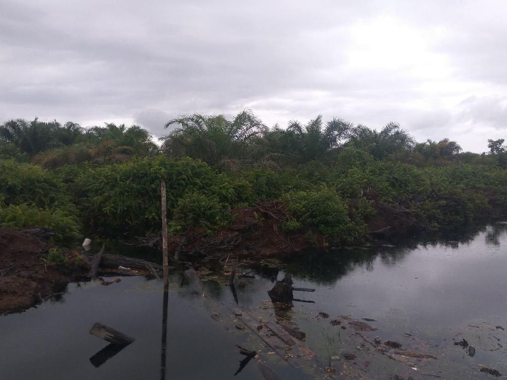 Pembakar Hutan Kembali Dihukum Rp 366 M, LSM: Segera Eksekusi! Pembakar Hutan Kembali Dihukum Rp 366 M, LSM: Segera Eksekusi!
